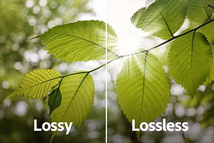 loss lossy vs lossless image compress