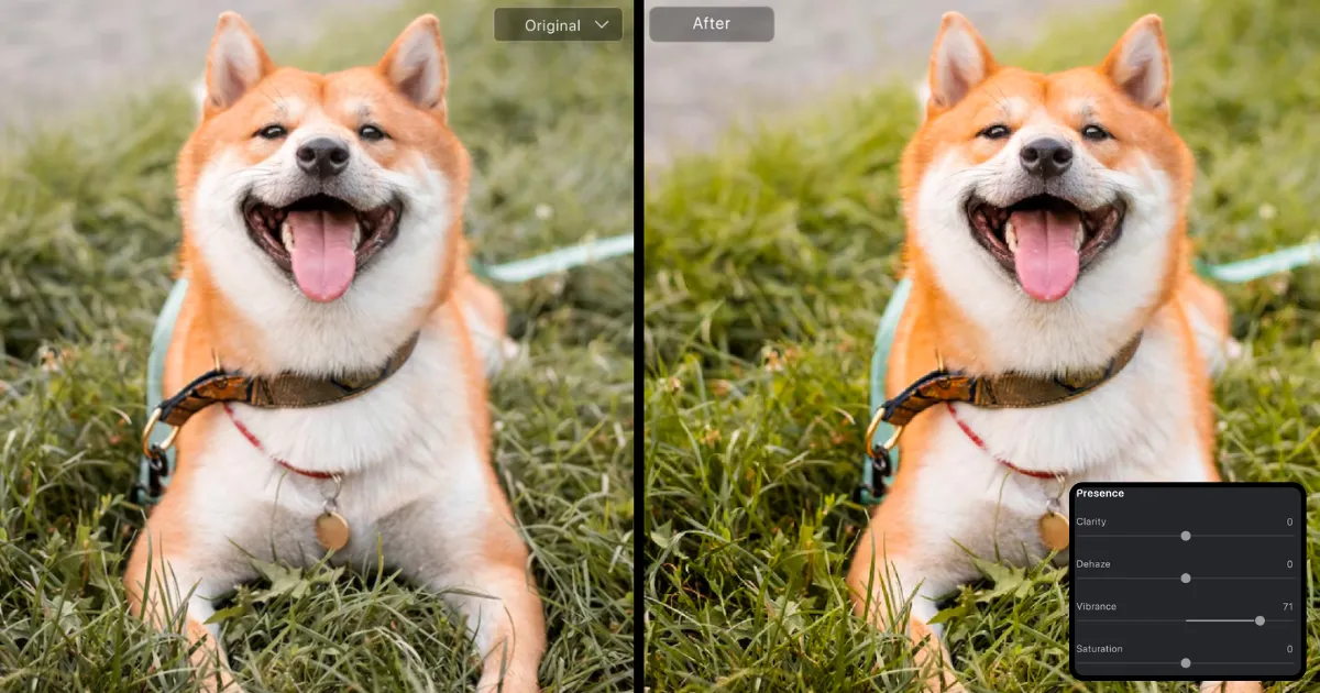 dog vibrancy