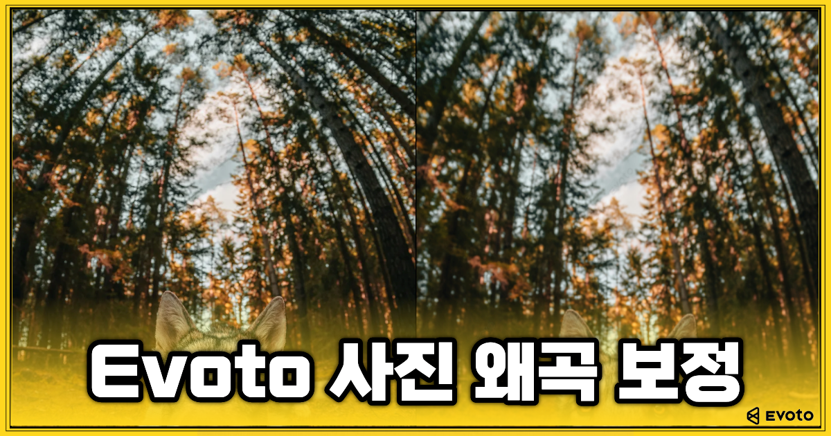 Evoto 사진 왜곡 보정 대표