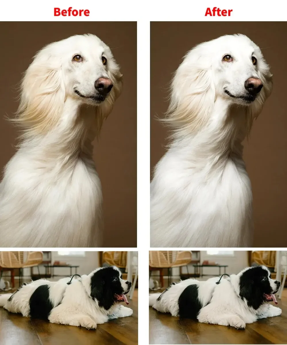 ペット写真の色調整