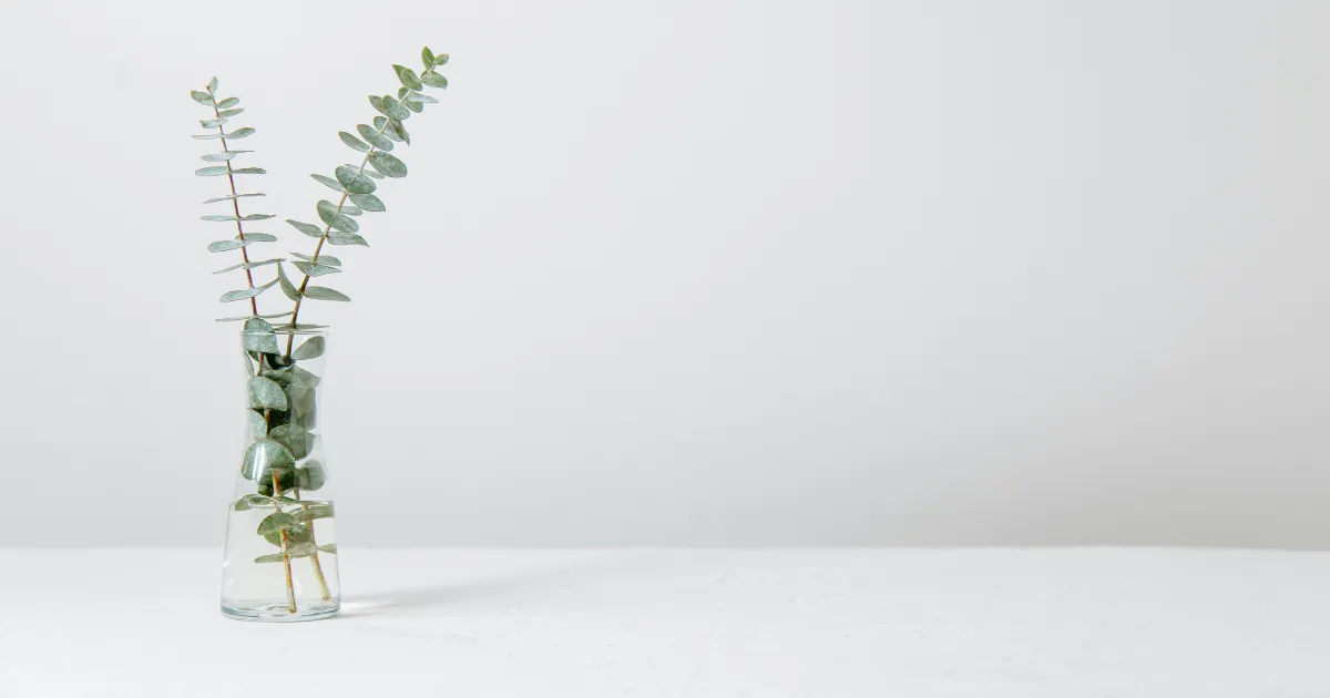 Cómo Poner Fondo Blanco en una Foto