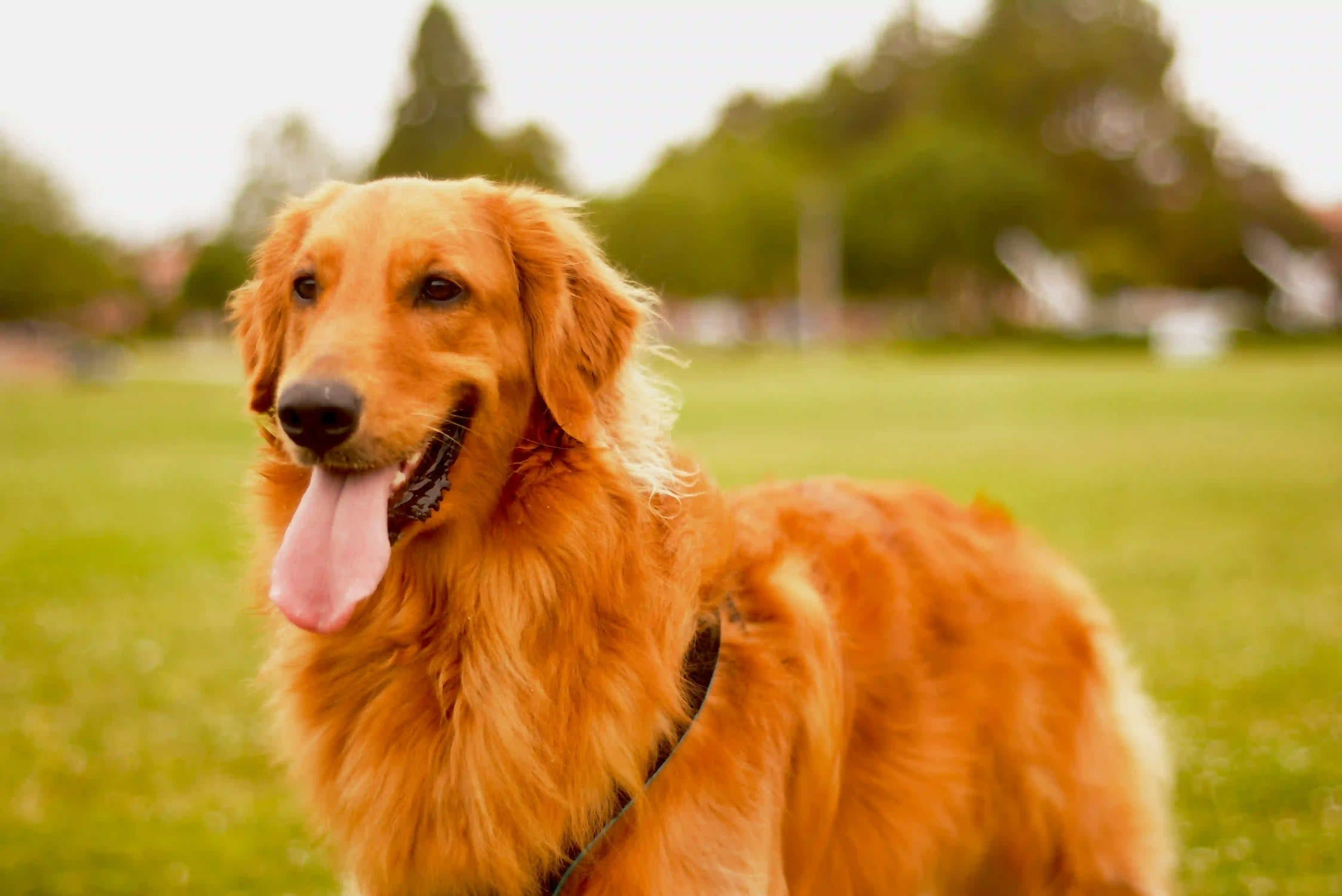 joanna huang grtns CU4o8 unsplash evoto edited ezgif.com png to webp converter remove guia-depois