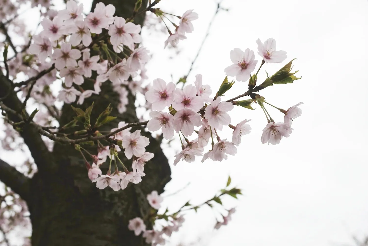 桜写真の明るさとホワイトバランスを整えた後の状態
