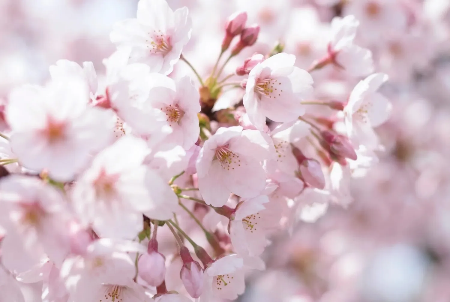 色補正を調整した後の桜の写真