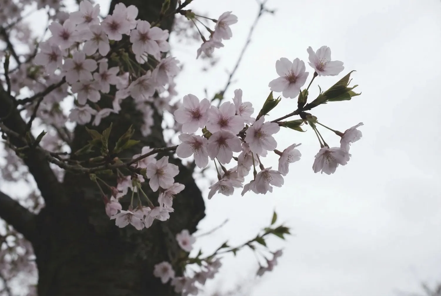 桜写真の明るさとホワイトバランスを整える前の状態