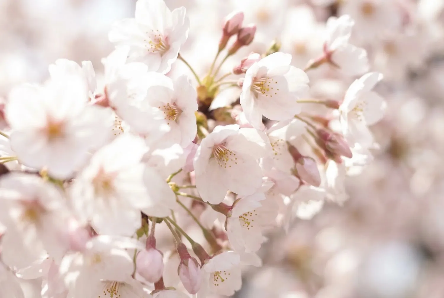 色補正を行う前の桜の写真