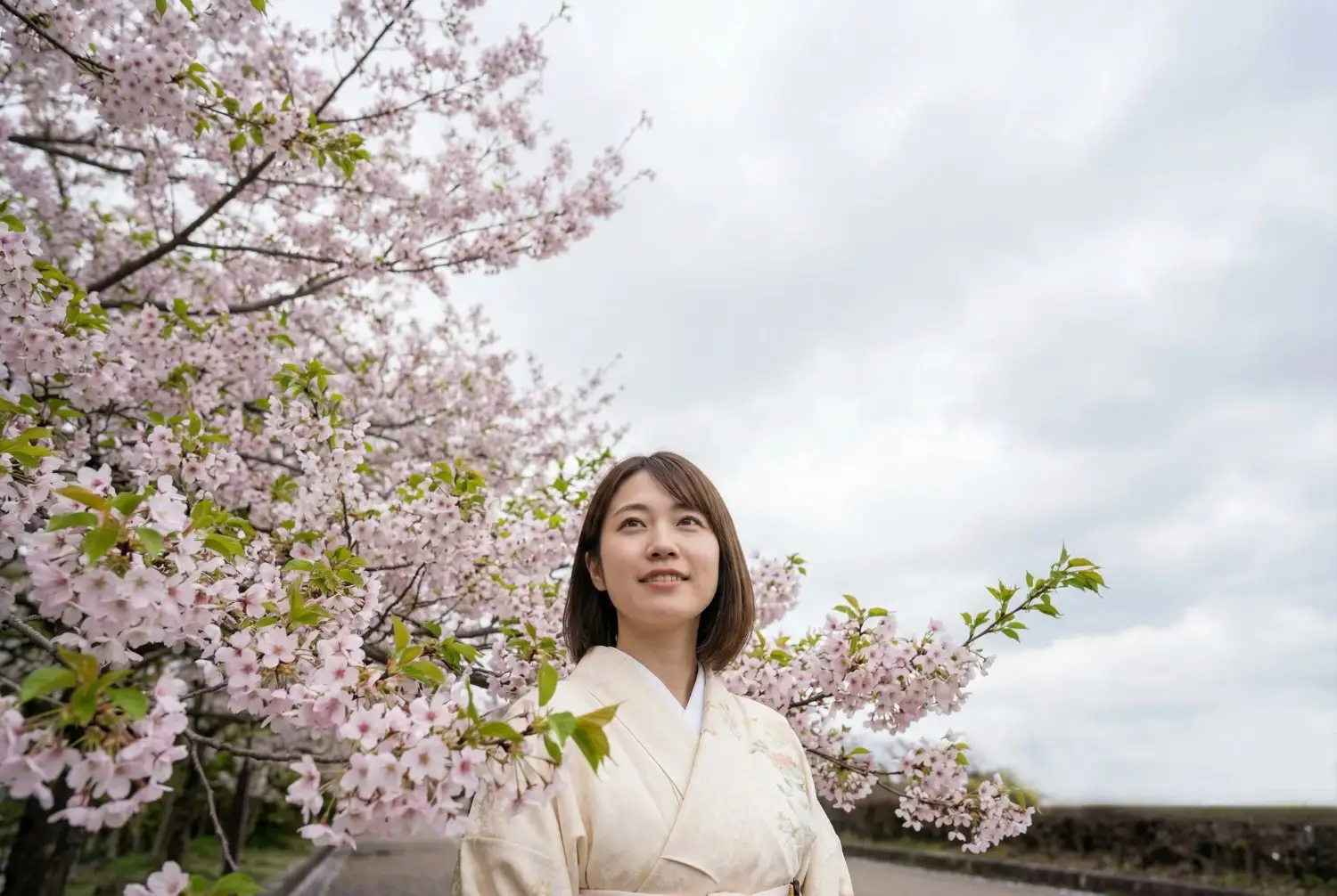 空を置き換える前の桜写真