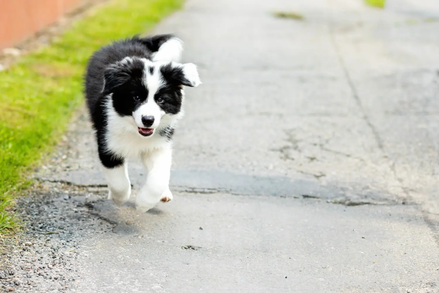 evotoでペット写真をレタッチ後の状態