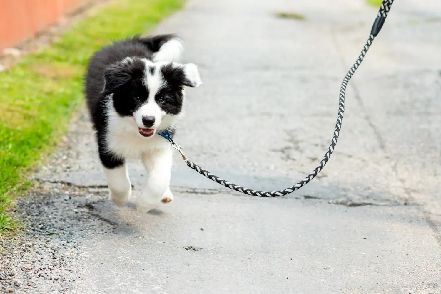 ペット写真レタッチする前の状態