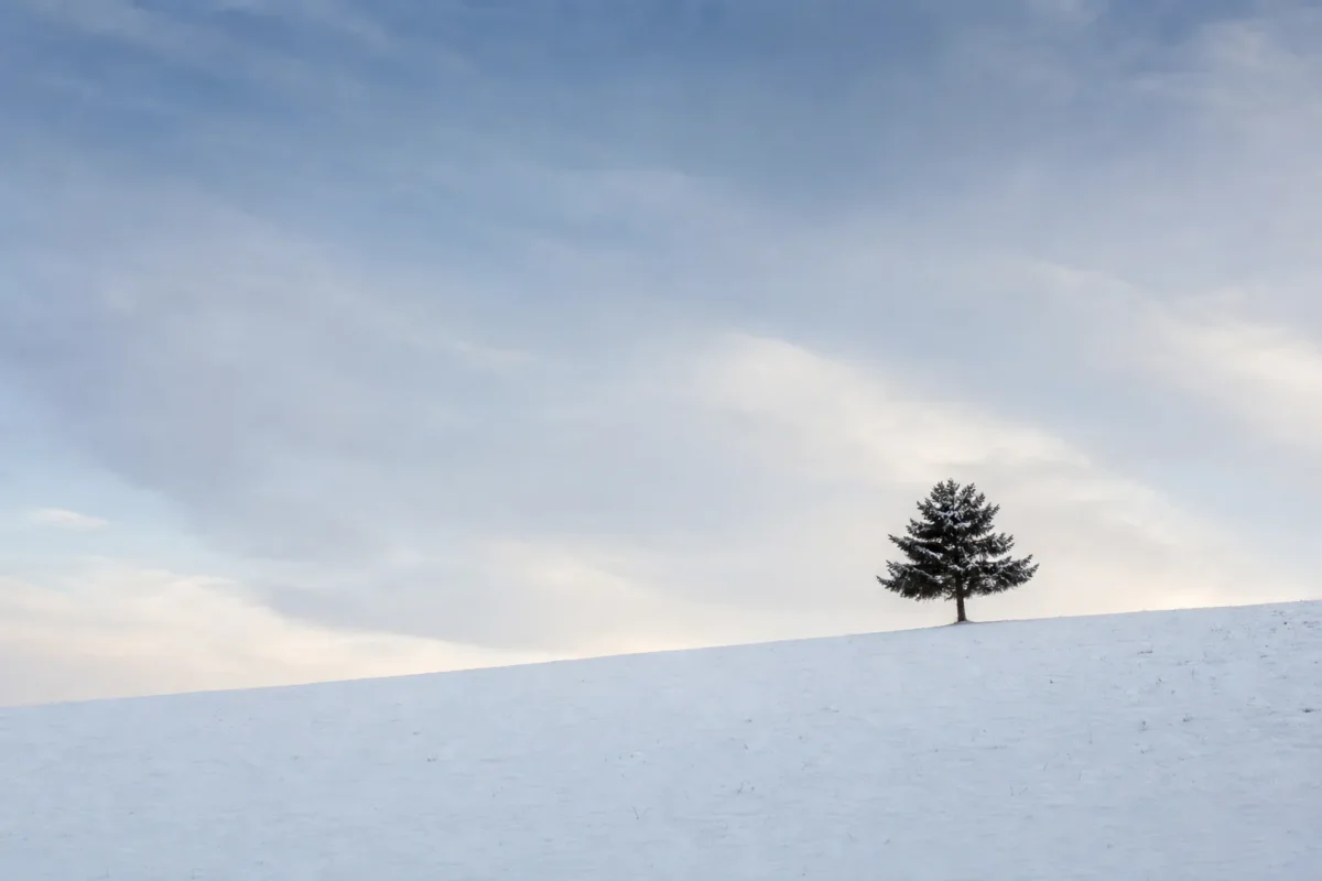 focal point negative space Single tree standing out as a focal point in a wide snowy negative space