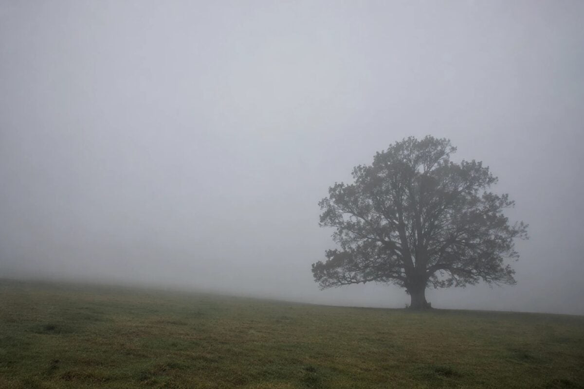 Lone tree in fog using intentional negative space instead of random emptiness