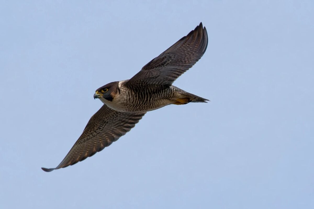 Single bird against a clean sky showing positive and negative space
