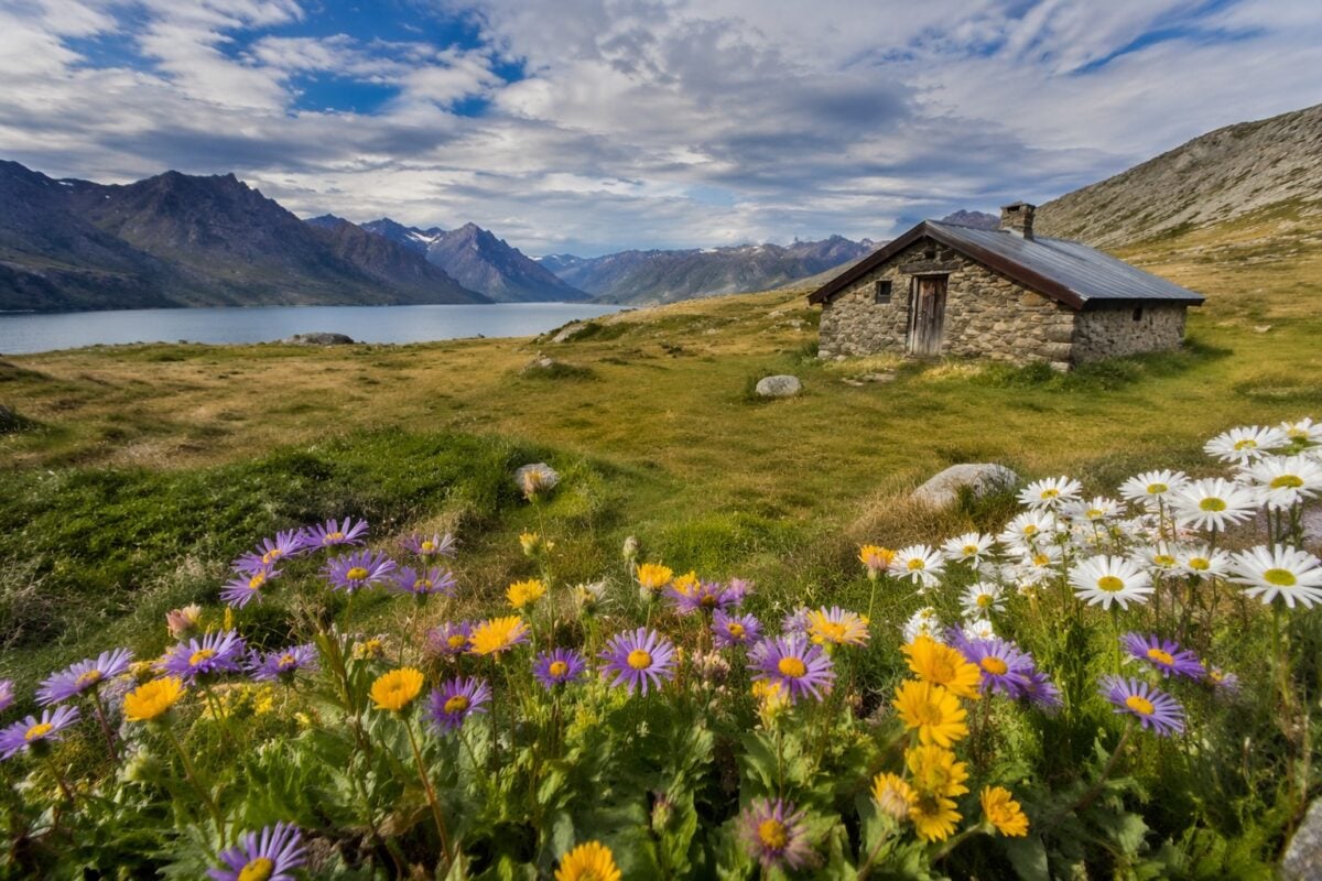 Sharp foreground flowers and grass leading into a clear landscape subject
